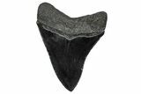 Serrated, Fossil Megalodon Tooth - South Carolina #344638-1
